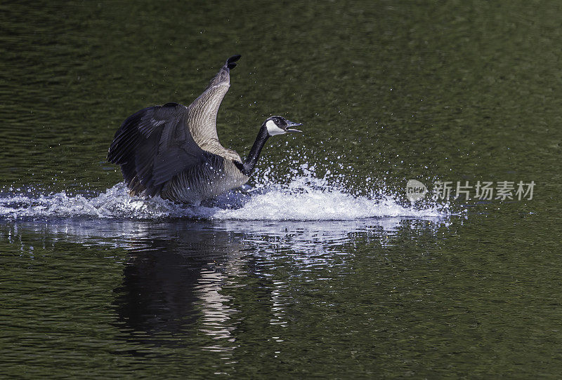 加拿大鹅(Branta canadensis)是一种头和脖子都是黑色的，脸上有白斑，身体是棕色的鹅，发现于黄石国家公园